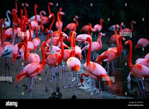 Beautiful Flamingos Walking In The Water With Green Grasses Background American Flamingo