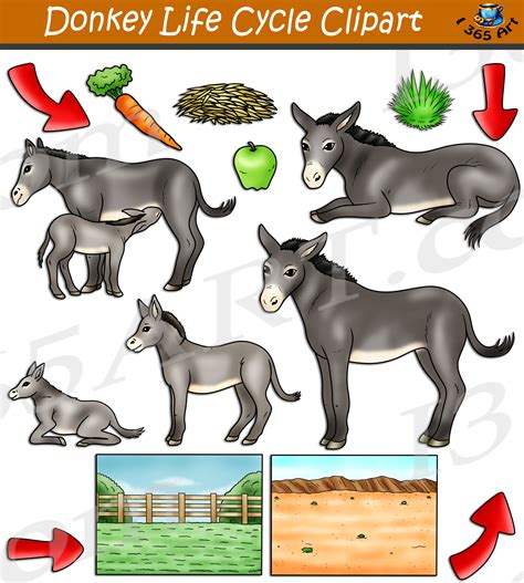 Donkey Clipart Png People