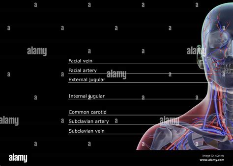 The Blood Supply Of The Head And Neck Stock Photo Alamy