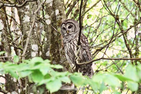 Barred Owl in Forest Photograph by Peggy Collins - Fine Art America