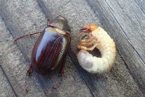 Pest Or Snack June Bugs Are The ‘croutons Of The Sky