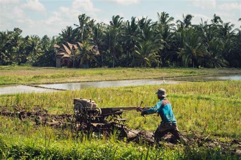 Imagen De Campesino Arando La Tierra En Una Plantaci N De Arroz