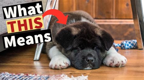 Akita Sleeping Positions: What Is Your Akita Telling You? - The Akita Life