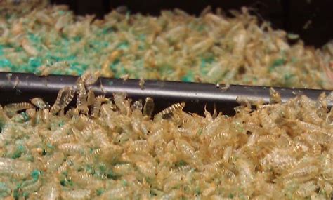 Carpet Beetle Control Auckland NZ | Carpet Beetle Pest Control Auckland NZ