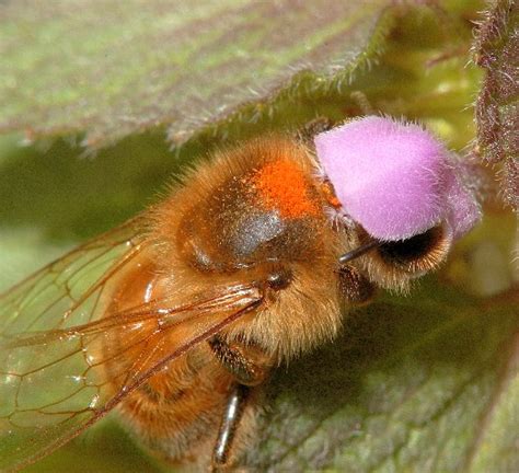 Honey Bee Apis Mellifera BugGuide Net