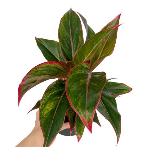 Aglaonema King Of Siam L