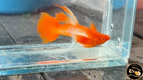 Guppy Si U Sale L X H T C Koi Red Ear Ribbon V C P Nh T M T S