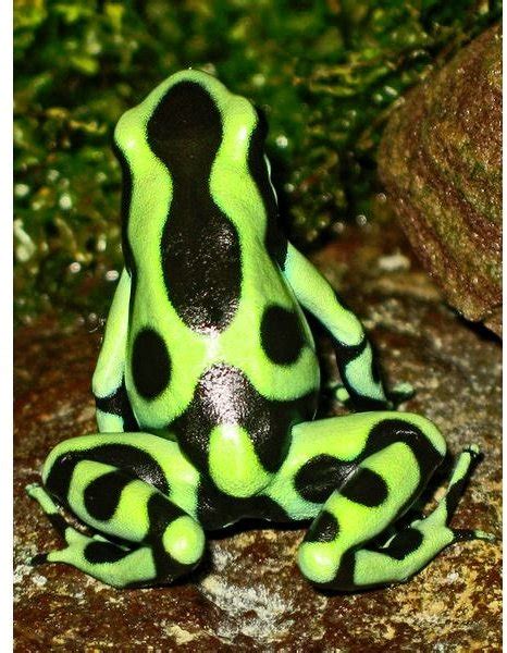 Rainbow Poison Dart Frog Facts Poison dart frogs are extremely toxic ...