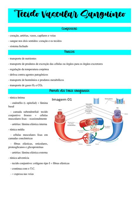 SOLUTION Aula 1 Tecido Vascular Sangu Neo Studypool