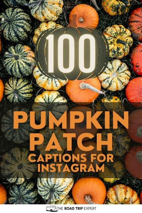 100 Cute Pumpkin Patch Captions For Instagram With Quotes Swedbank Nl