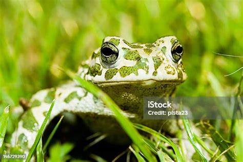 Kodok Hijau Di Rumput Foto Stok - Unduh Gambar Sekarang - Alam, Amfibia, Daun - iStock