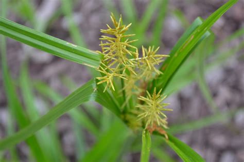 Yellow Nutsedge is a sedge weed not a grassy weed.