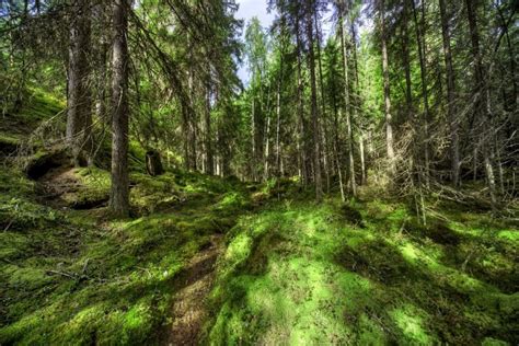 Nustatė Koks Miškų Nykimo Tempas Grynaslt