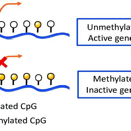 Dna Methylation Within A Gene Promoter Region Unmethylated Cpg Islands