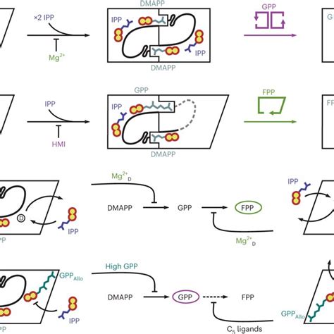 Regulation Of Pcids Catalysis The Two Subunits Of The Homodimer Suba