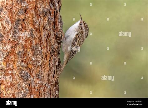 Vogel Tier Natur Schweiz Baumläufer Waldbaumläufer Certhia