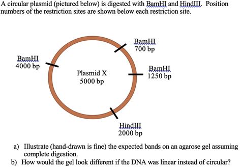 A Circular Plasmid Pictured Below Is Digested With Bamhi And Hindiii