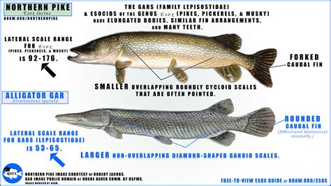 NorthernPike — Koaw Nature