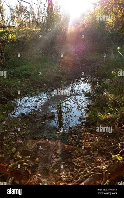 Puddle Rain Forest Hi Res Stock Photography And Images Alamy