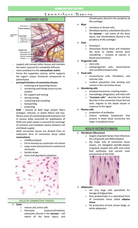 Lecture 3 Connective Tissues Support And Connect Other Tissues And