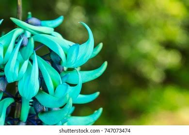 Jade Vine Colourful Flower Garden Stock Photo 747073474 | Shutterstock