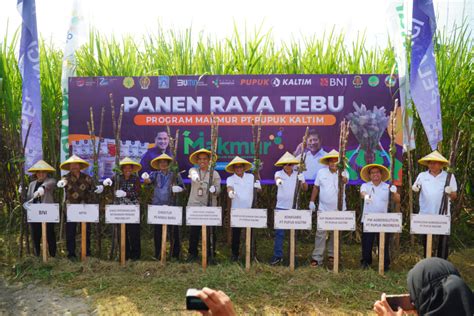 Jalankan Program Agrosolution Pupuk Kaltim Panen Raya Tebu Di Sleman