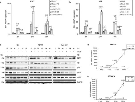 | The modulation of RB-E2F protein complex by CDK4/6i is responsible ... 