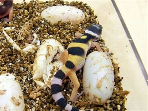 Leopard Gecko Eggs Dented