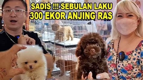 Laku Ekor Anjing Ras Dalam Bulan Cek Harga Perkembangan