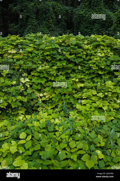 Kudzu Hi Res Stock Photography And Images Alamy