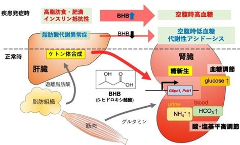 腎臓の糖新生を制御する臓器間ネットワークを解明 ケトン体に生理活性物質として血糖を調節したりアシドーシスを防ぐ重要な役割が 千葉大学