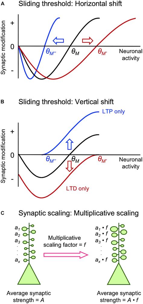 Frontiers Mechanisms Of Homeostatic Synaptic Plasticity In Vivo