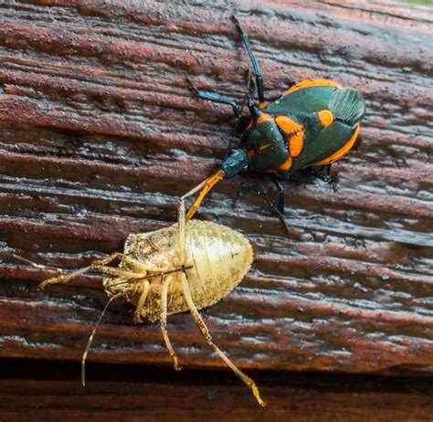 Predators And Parasitoids Of Brown Marmorated Stink Bug Eggs North Carolina Cooperative Extension