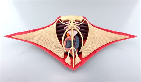 4D Vision Manta Ray Anatomy Model | HLJ.com