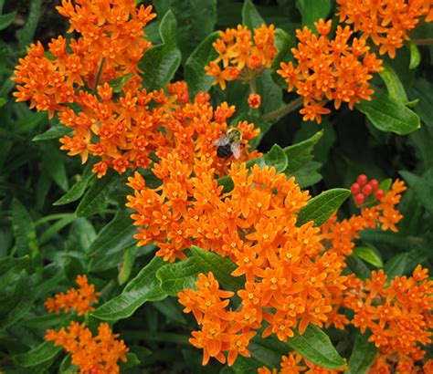 Butterfly Milkweed Named 2017 Perennial Of The Year Indiana Connection