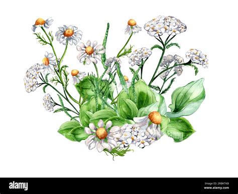 Achillea Millefolium Ilustración Botánica Fotografías E Imágenes De Alta Resolución Alamy