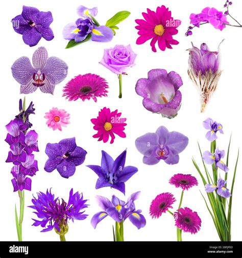 Collage of beautiful purple flowers Stock Photo - Alamy