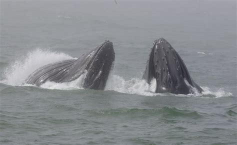 Humpback Whale Megaptera Novaeangliae Lunge Feeding Flickr