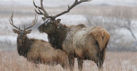 Elk Making A Comeback Across Kansas Farm Progress