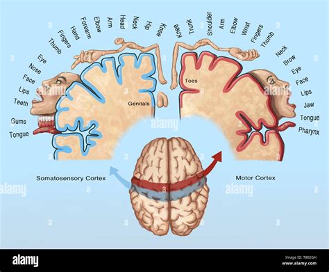 Cortical Homunculus Illustration Stock Photo Alamy