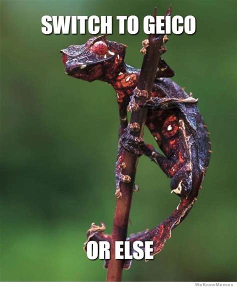 Geico gecko Memes