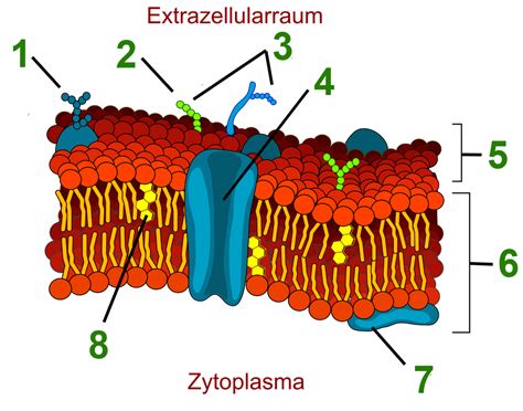 Querschnitt Zellmembran Diagram Quizlet