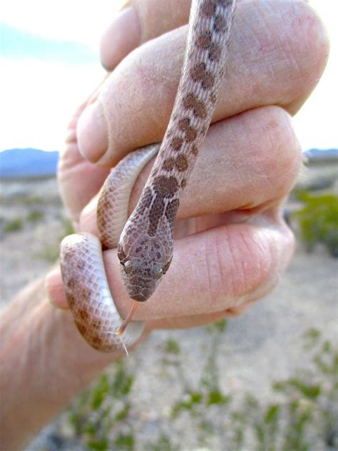 Chihuahuan Nightsnake In February By Brian Long Inaturalist