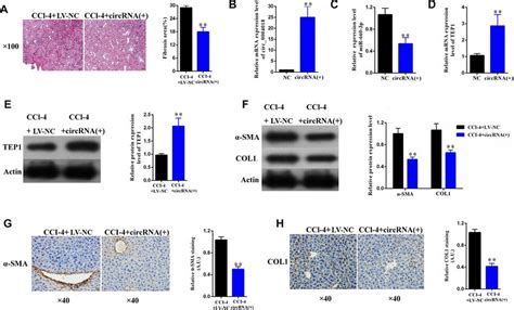 Overexpression Of Hsa Circ Alleviated Ccl Induced Mouse Liver