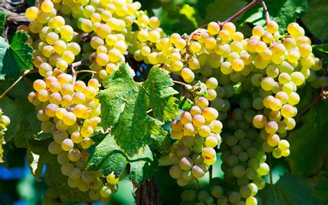 Le Caratteristiche Del Vermentino Di Sardegna Cantine Di Dolianova