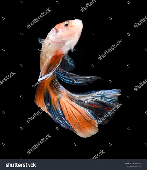 Multi Color Half Moon Betta Fish Stock Photo 1981587509 | Shutterstock