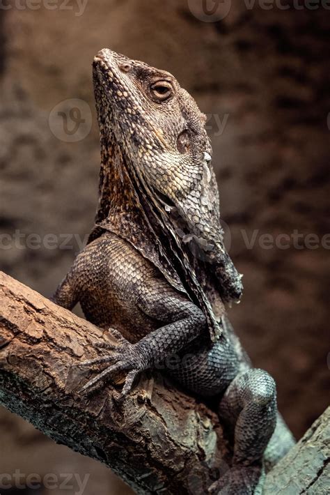 Frilled Lizard, Chlamydosaurus kingii. Clamidosaurio on tree branch 21846558 Stock Photo at Vecteezy