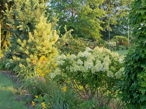 Hydrangea Paniculata Zinfin Doll W Panicle J Flickr