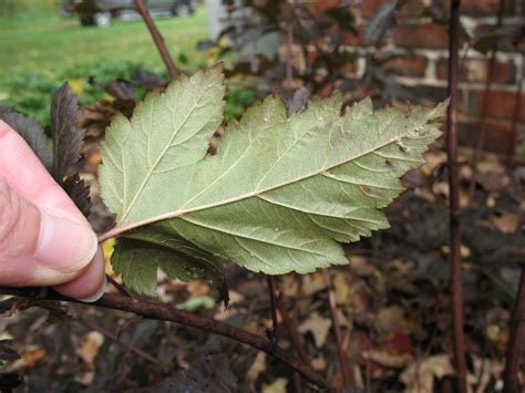 Physocarpus Opulifolius ‘monlo Diabolo Ninebark Leaf Underside