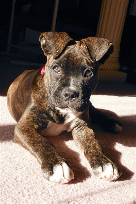Amerikansk Bulldog Pitbull Boxer Mix